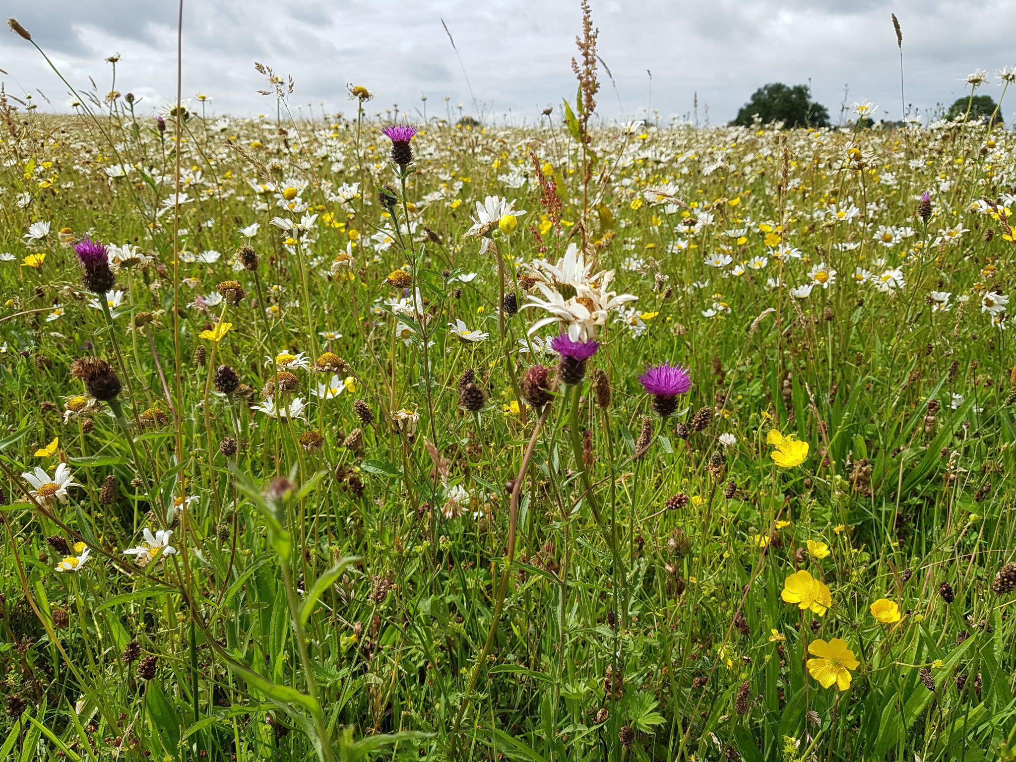 Port Sunlight River Park