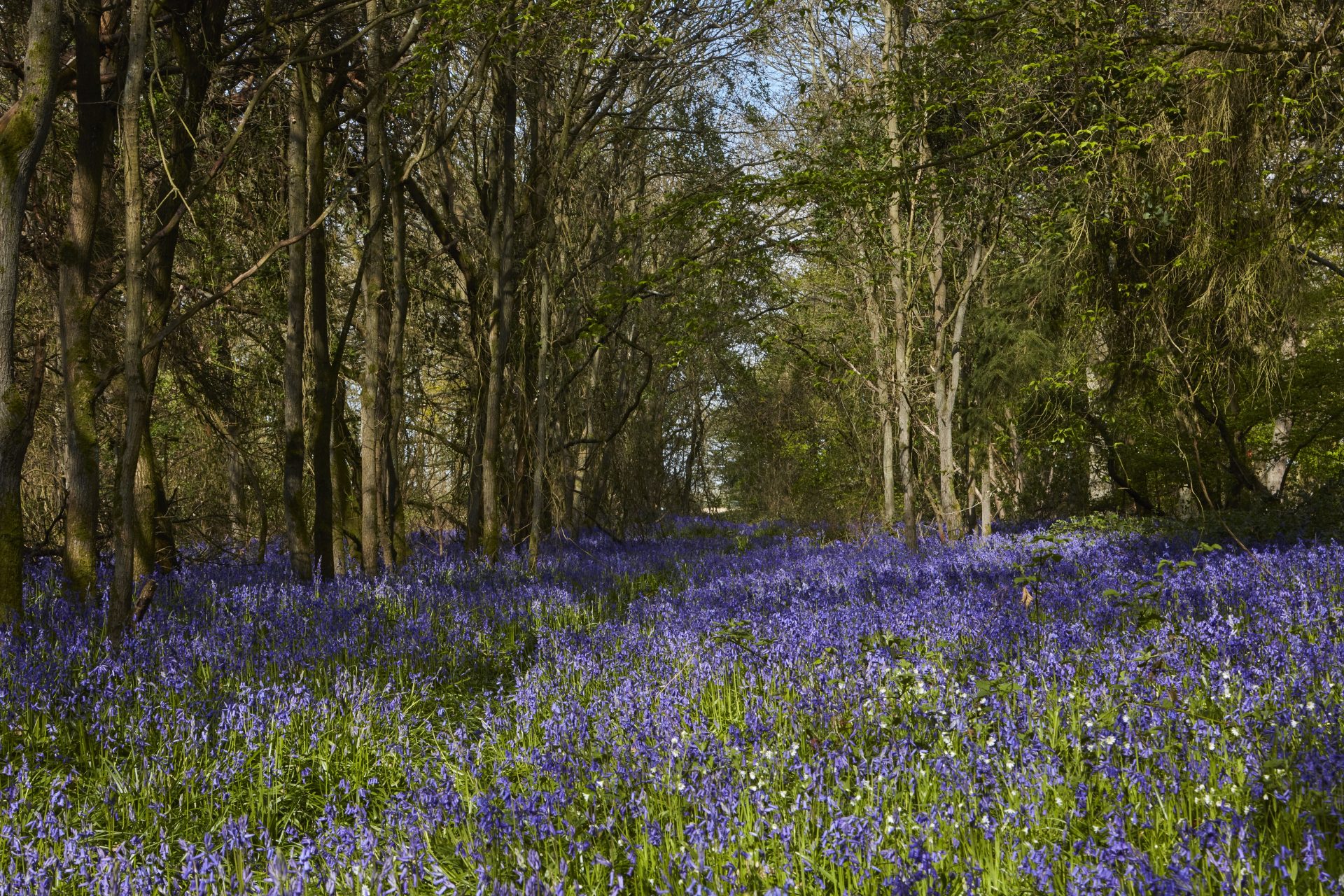 Heybridge Wood